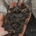 玄参片中药材正宗黑玄参片正品无硫新货天然特级玄参茶玄参批