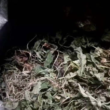 紫花地丁地丁苦地丁