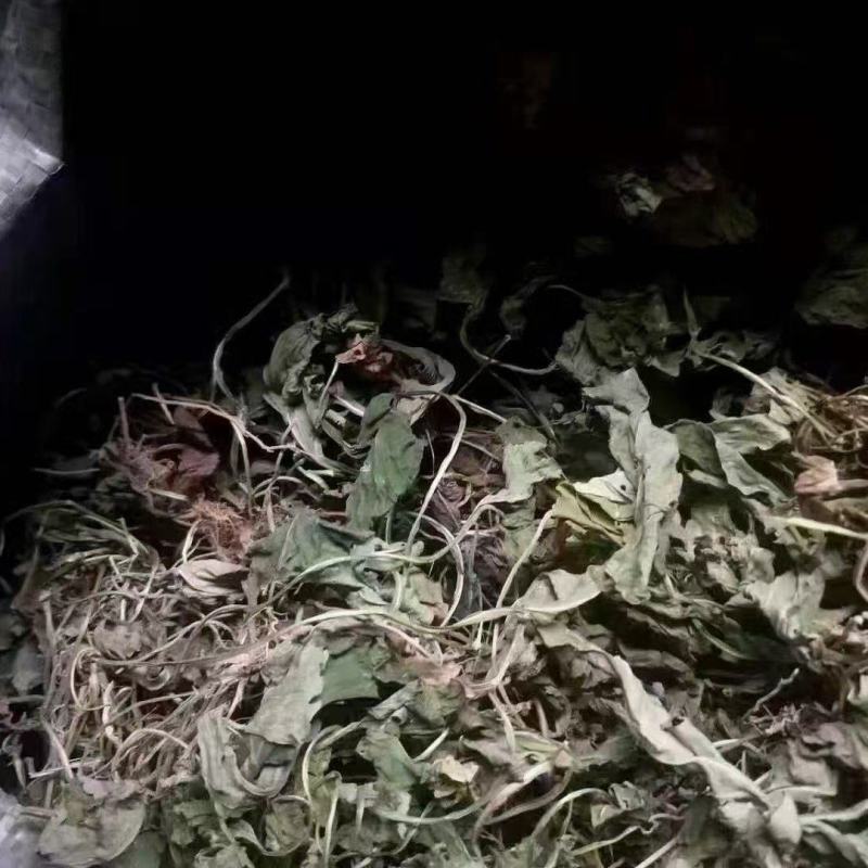紫花地丁地丁苦地丁