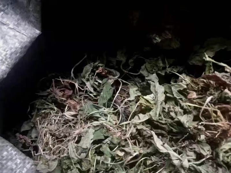 紫花地丁地丁苦地丁