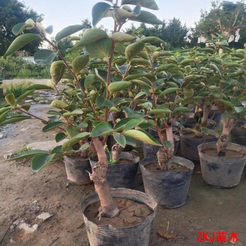 盆栽柿树柿子苗盆栽果树矮化脆甜无核脆柿好养阳台庭院种植