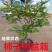 盆栽柿树柿子苗盆栽果树矮化脆甜无核脆柿好养阳台庭院种植