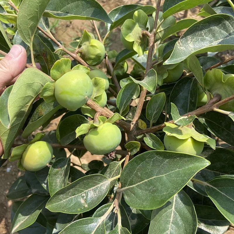 盆栽柿树柿子苗盆栽果树矮化脆甜无核脆柿好养阳台庭院种植