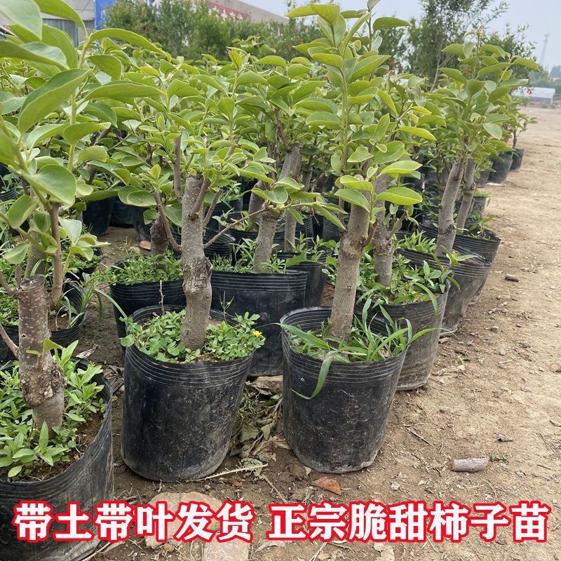 盆栽柿树柿子苗盆栽果树矮化脆甜无核脆柿好养阳台庭院种植
