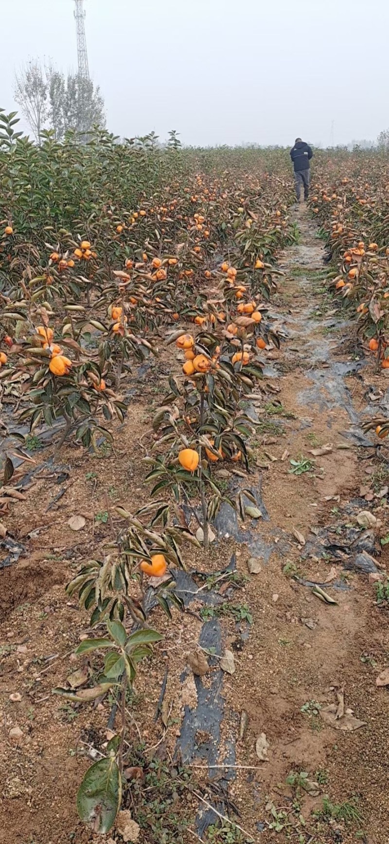 盆栽柿树柿子苗盆栽果树矮化脆甜无核脆柿好养阳台庭院种植