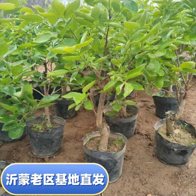 盆栽柿树柿子苗盆栽果树矮化脆甜无核脆柿好养阳台庭院种植