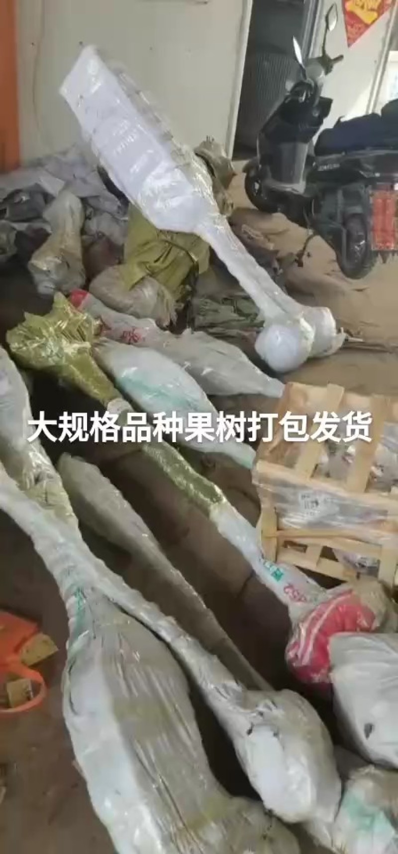 盆栽柿树柿子苗盆栽果树矮化脆甜无核脆柿好养阳台庭院种植