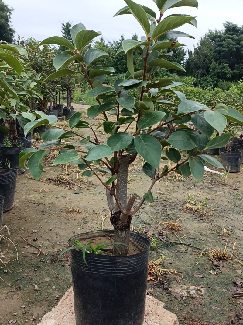 盆栽柿树柿子苗盆栽果树矮化脆甜无核脆柿好养阳台庭院种植