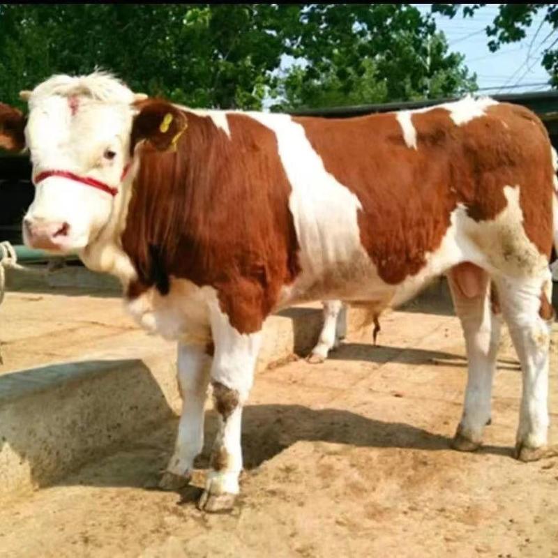 西门塔尔牛犊肉牛犊活牛仔，育肥牛繁殖母牛包技术包成活