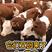 西门塔尔牛犊肉牛犊活牛仔，育肥牛繁殖母牛包技术包成活