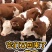 西门塔尔牛犊肉牛犊活牛仔,育肥牛繁殖母牛包技术包成活