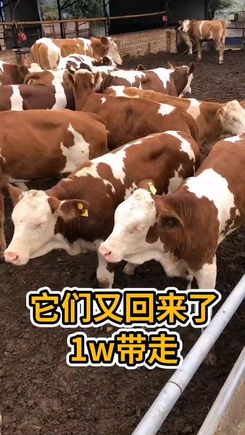 西门塔尔牛犊肉牛犊活牛仔，育肥牛繁殖母牛包技术包成活
