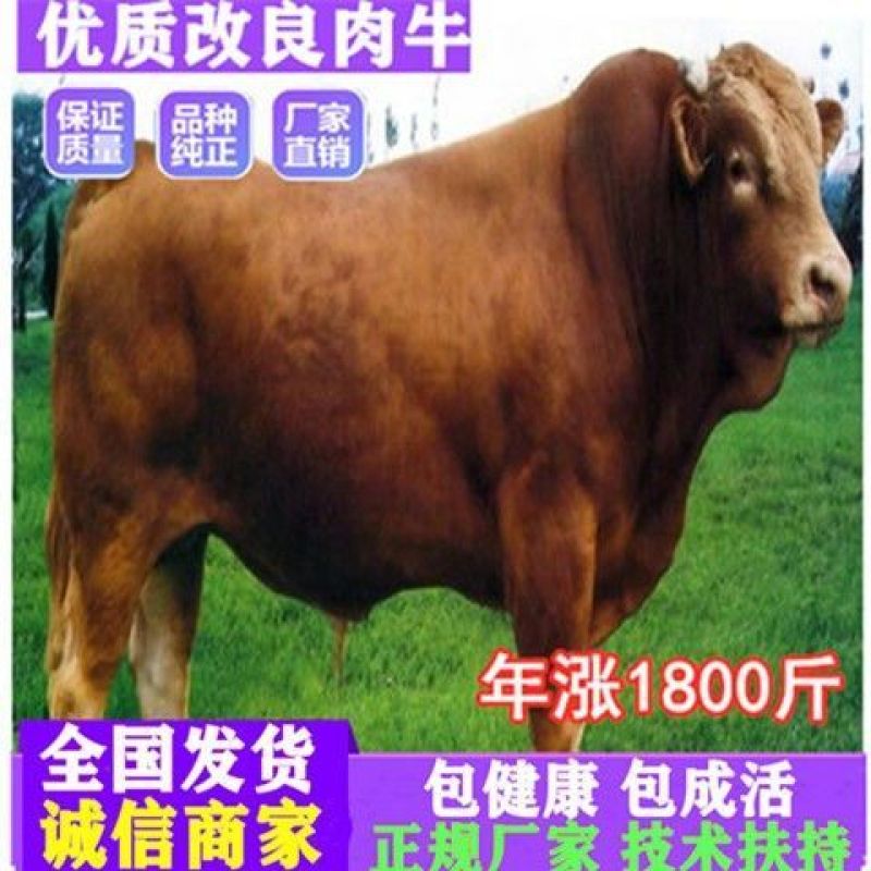 西门塔尔牛犊肉牛犊活牛仔，育肥牛繁殖母牛包技术包成活