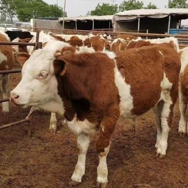 西门塔尔牛犊肉牛犊活牛仔,育肥牛繁殖母牛包技术包成活