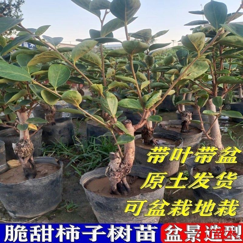 脆甜柿子树苗盆栽带盆带土矮化柿子树无需脱涩南北方种植果树