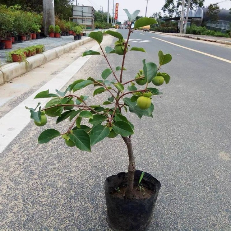 脆甜柿子树苗盆栽带盆带土矮化柿子树无需脱涩南北方种植果树