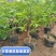 脆甜柿子树苗盆栽带盆带土矮化柿子树无需脱涩南北方种植果树