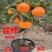 脆甜柿子树苗盆栽带盆带土矮化柿子树无需脱涩南北方种植果树