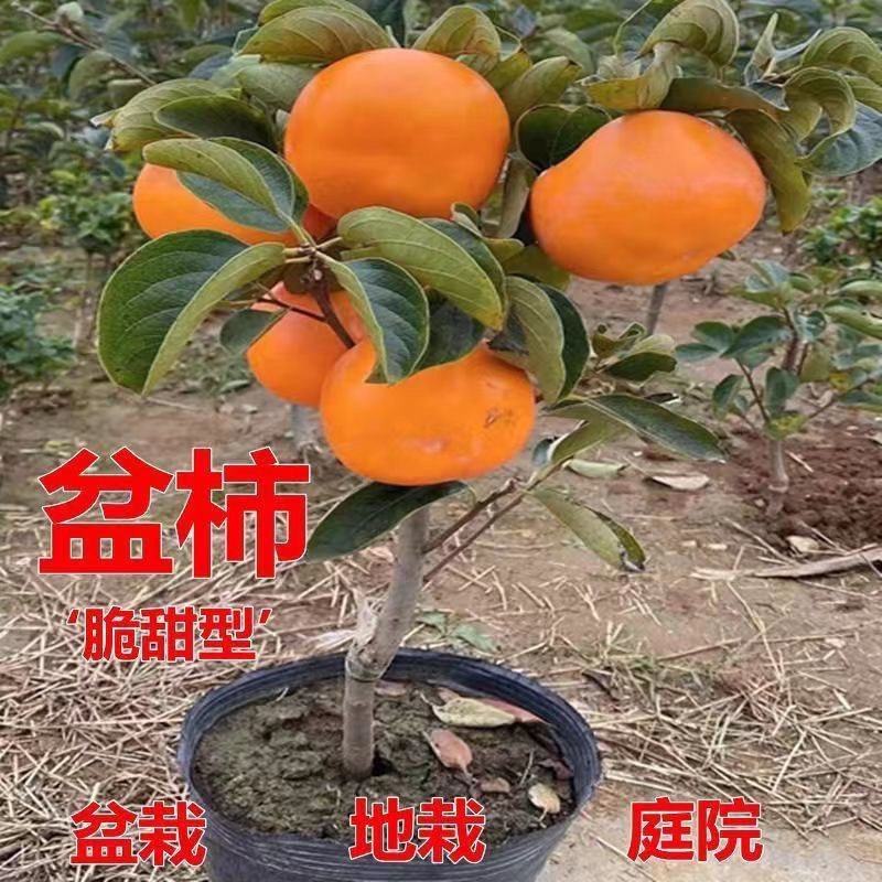脆甜柿子树苗盆栽带盆带土矮化柿子树无需脱涩南北方种植果树