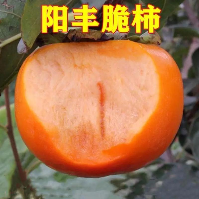 脆甜柿子树苗盆栽带盆带土矮化柿子树无需脱涩南北方种植果树