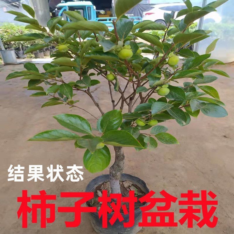 脆甜柿子树苗盆栽带盆带土矮化柿子树无需脱涩南北方种植果树