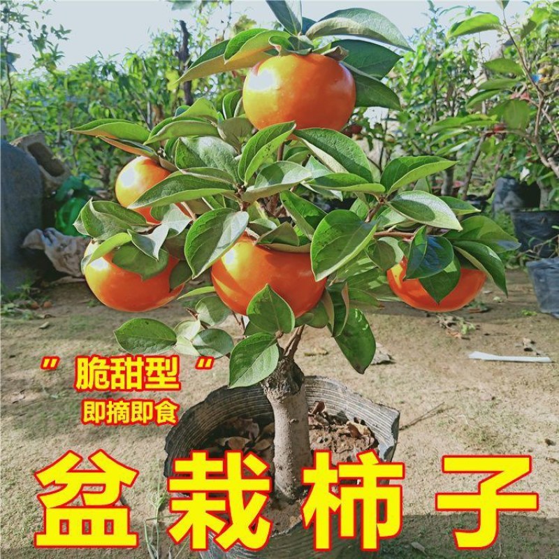 脆甜柿子树苗盆栽带盆带土矮化柿子树无需脱涩南北方种植果树