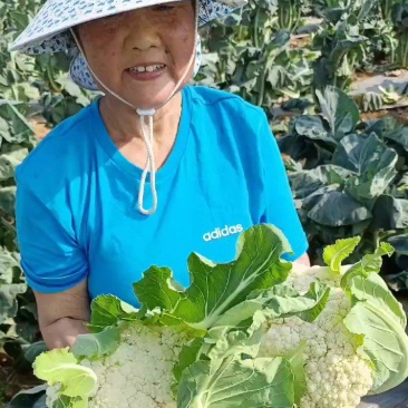 有机花大量上市，视频看货，基地直发