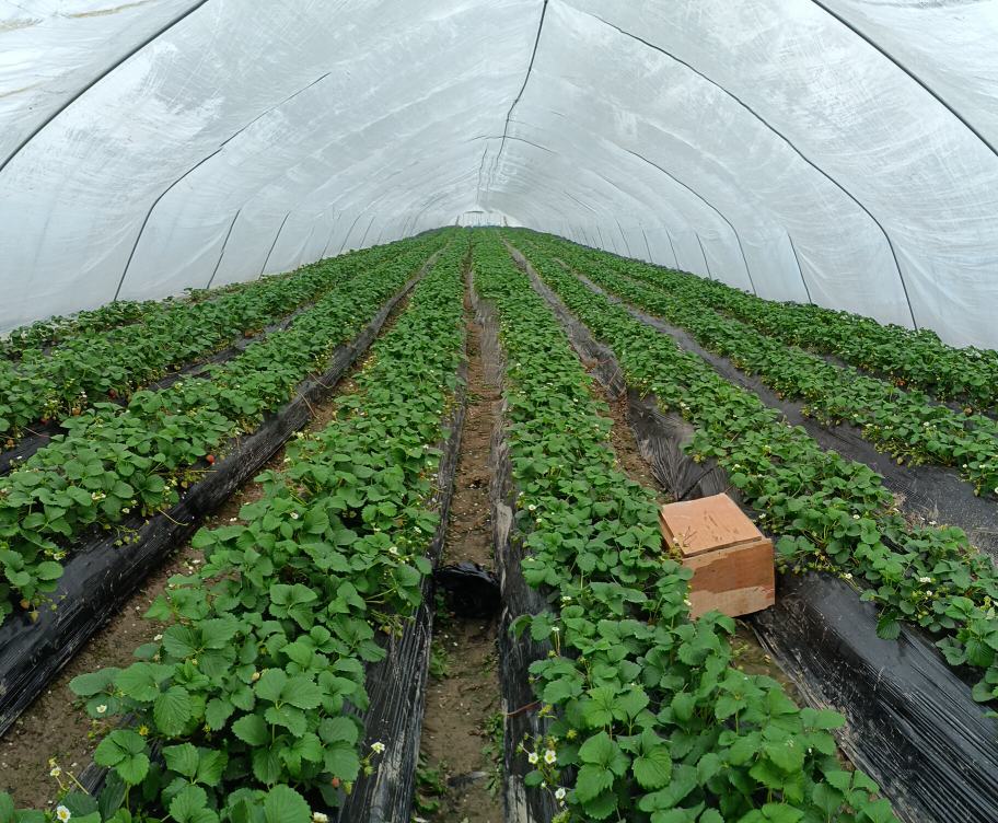 展示红颜九九草莓在现代化大棚中的种植环境,包括整齐排列的植株和成熟的果实 红颜九九草莓大棚种植场景