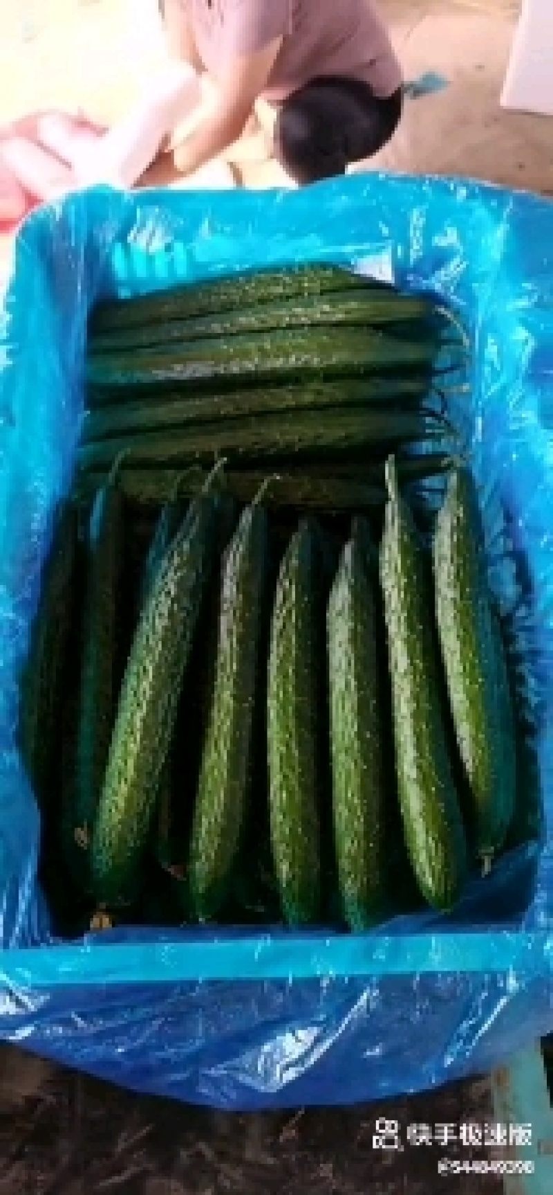 山东万亩大棚黄瓜大量上市中有各种规格一级，二级，电商货。