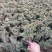 日本珍珠柏盆景素材批发