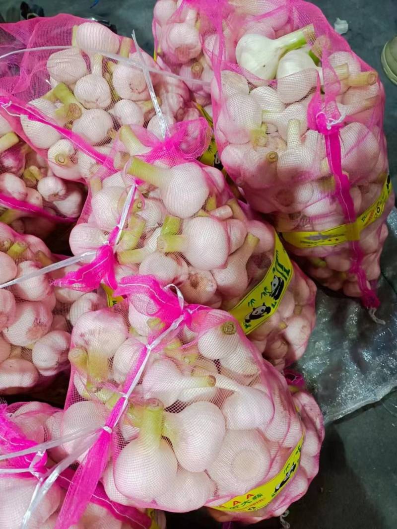 杞县早熟蒜，土蒜