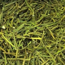 寄生草螃蟹脚茶精茶茸野生枫寄生槲寄生