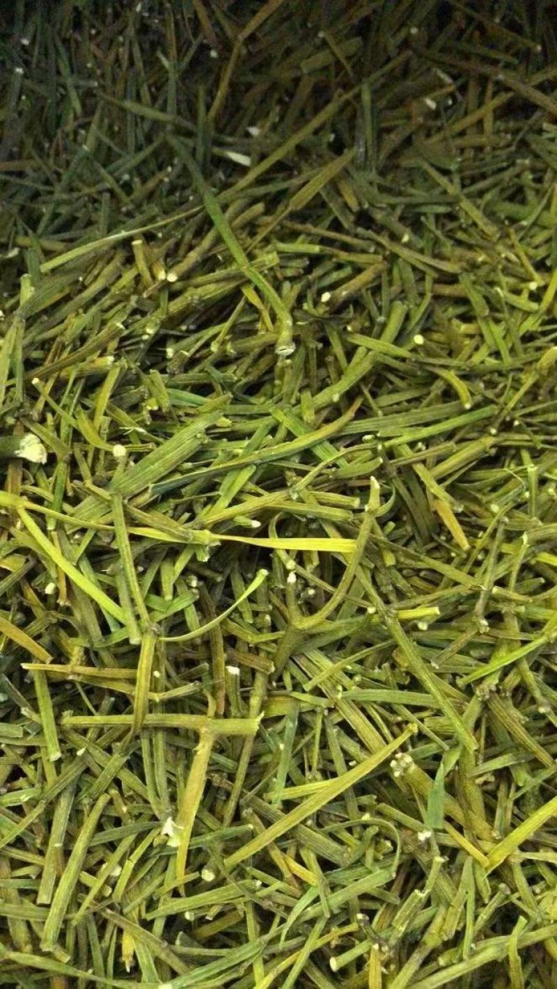 寄生草螃蟹脚茶精茶茸野生枫寄生槲寄生