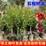 石榴树盆栽矮化阳台种植带盆带叶带土甜石榴树苗特大突尼斯树