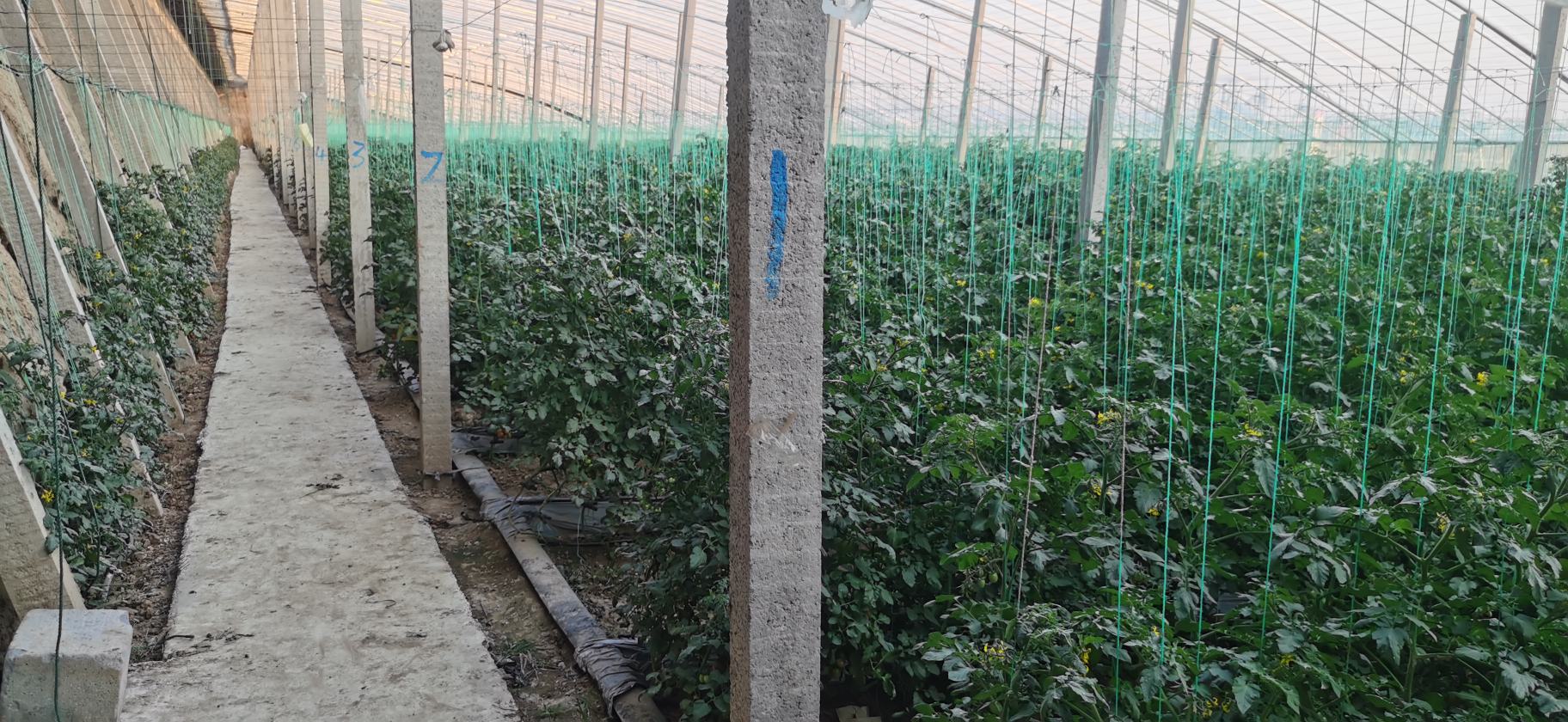 圣女果温室栽培现场图