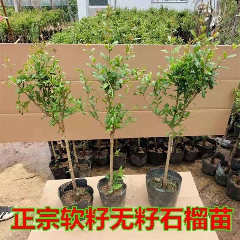 石榴树盆栽矮化阳台种植带盆带叶带土甜石榴树苗特大突尼斯树