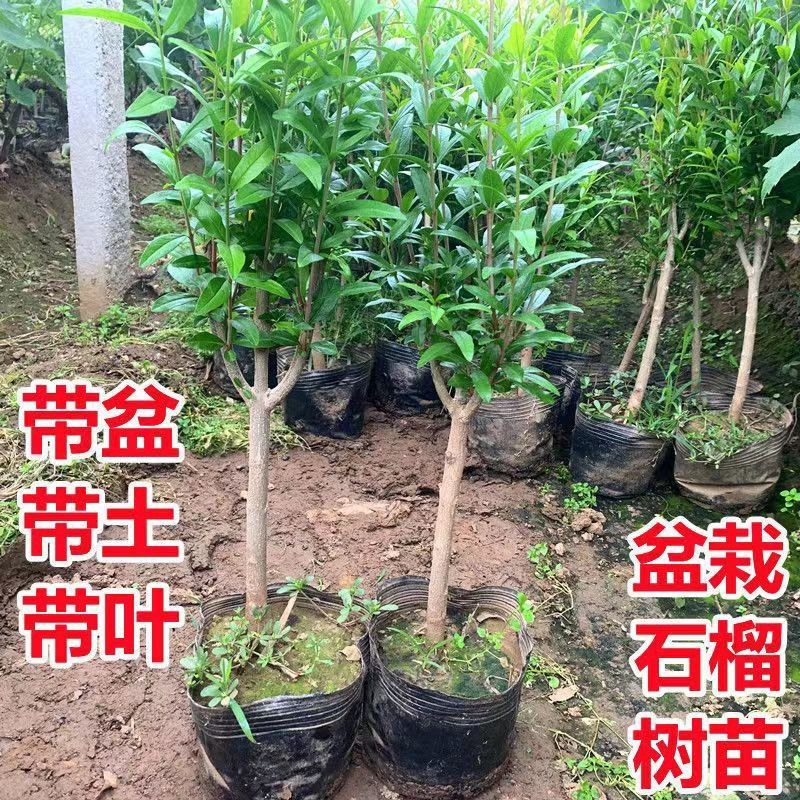 石榴树盆栽矮化阳台种植带盆带叶带土甜石榴树苗特大突尼斯树