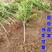 石榴树盆栽矮化阳台种植带盆带叶带土甜石榴树苗特大突尼斯树