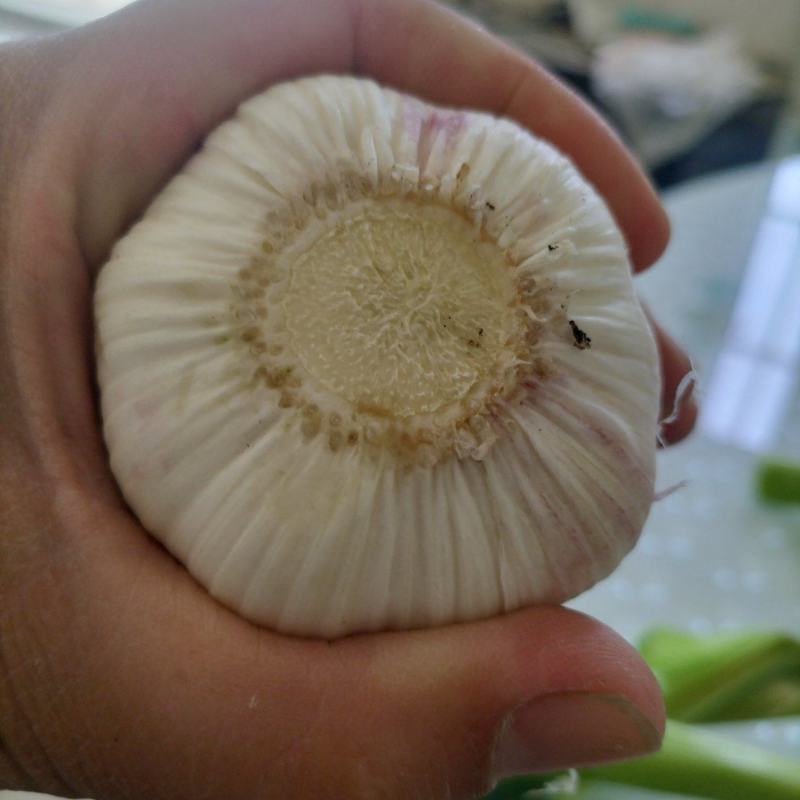 淮阳扒皮蒜，毛蒜，把子蒜，大量上市中，需要的可以联系我