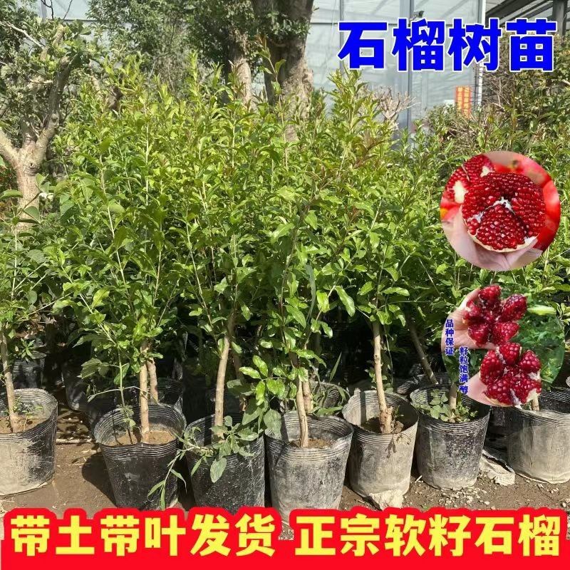 石榴树苗矮化盆栽石榴树突尼斯软籽甜石榴带土带叶无籽白玉石