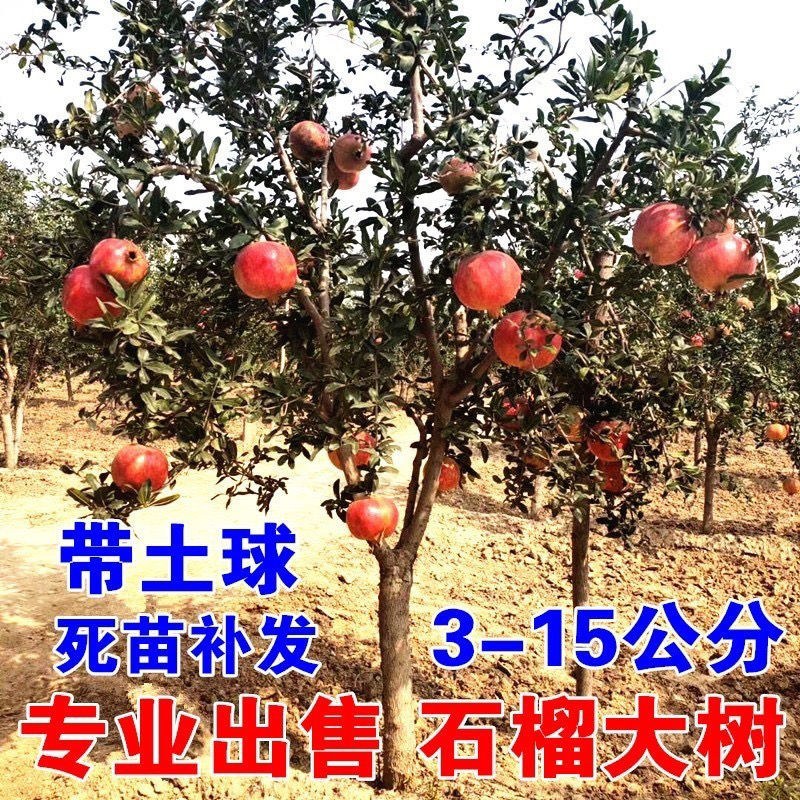 石榴树苗矮化盆栽石榴树突尼斯软籽甜石榴带土带叶无籽白玉石