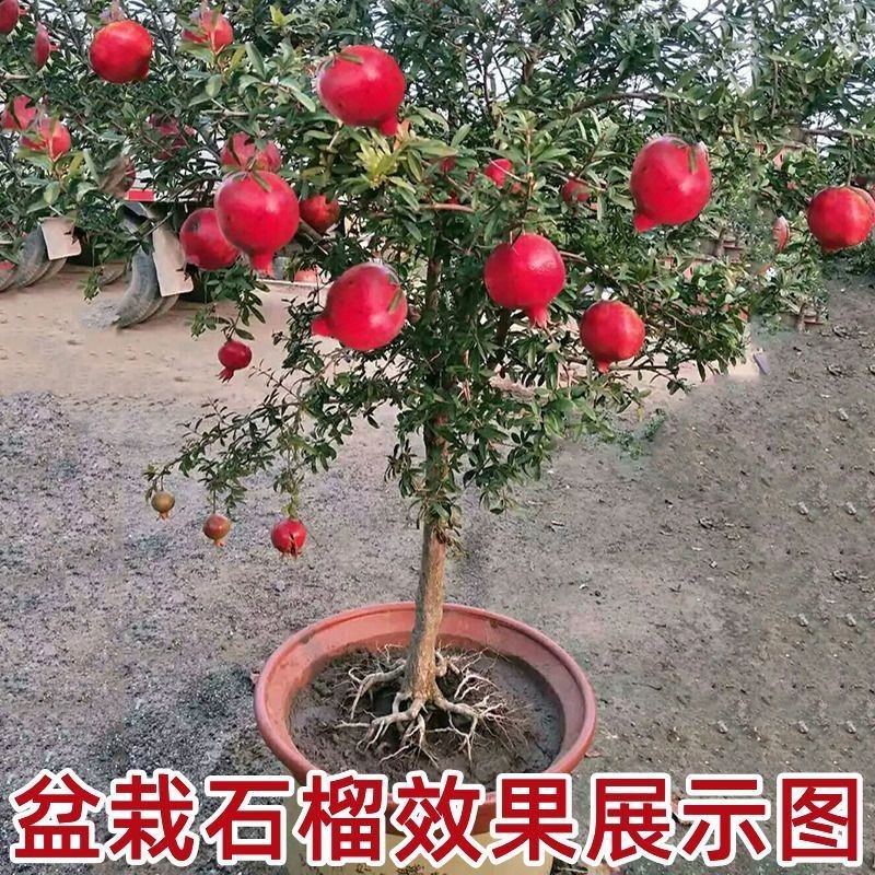 石榴树苗矮化盆栽石榴树突尼斯软籽甜石榴带土带叶无籽白玉石