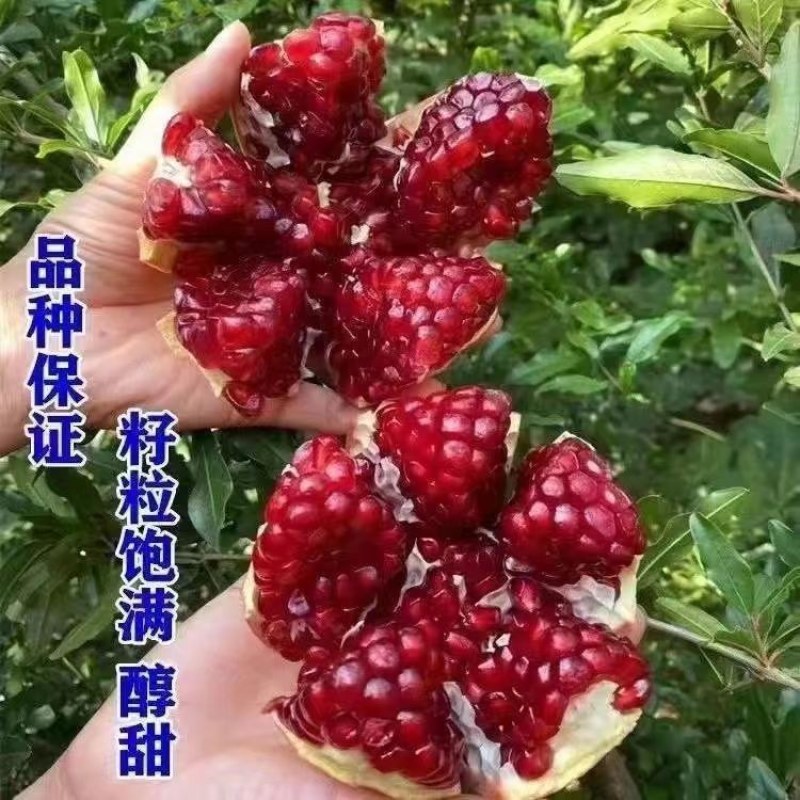 石榴树苗矮化盆栽石榴树突尼斯软籽甜石榴带土带叶无籽白玉石