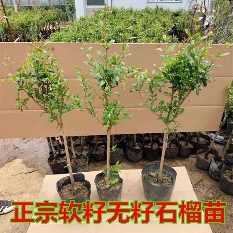石榴树苗矮化盆栽石榴树突尼斯软籽甜石榴带土带叶无籽白玉石