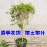 石榴树苗矮化盆栽石榴树突尼斯软籽甜石榴带土带叶无籽白玉石