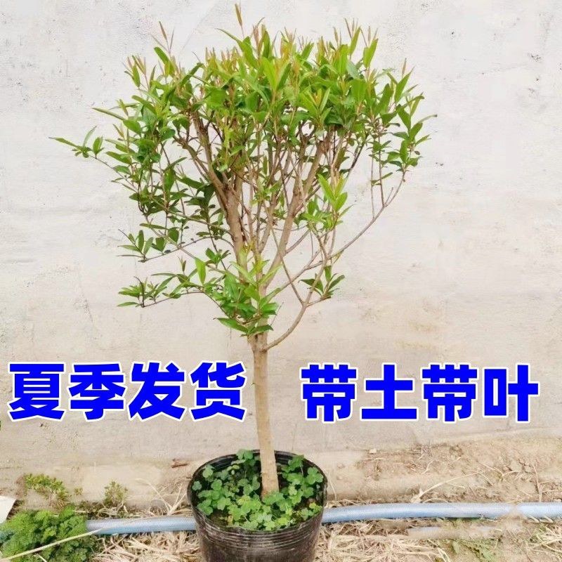 石榴树苗矮化盆栽石榴树突尼斯软籽甜石榴带土带叶无籽白玉石