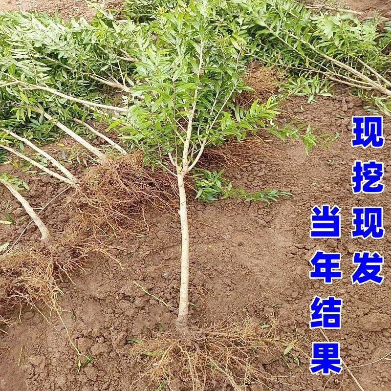 石榴树苗矮化盆栽石榴树突尼斯软籽甜石榴带土带叶无籽白玉石