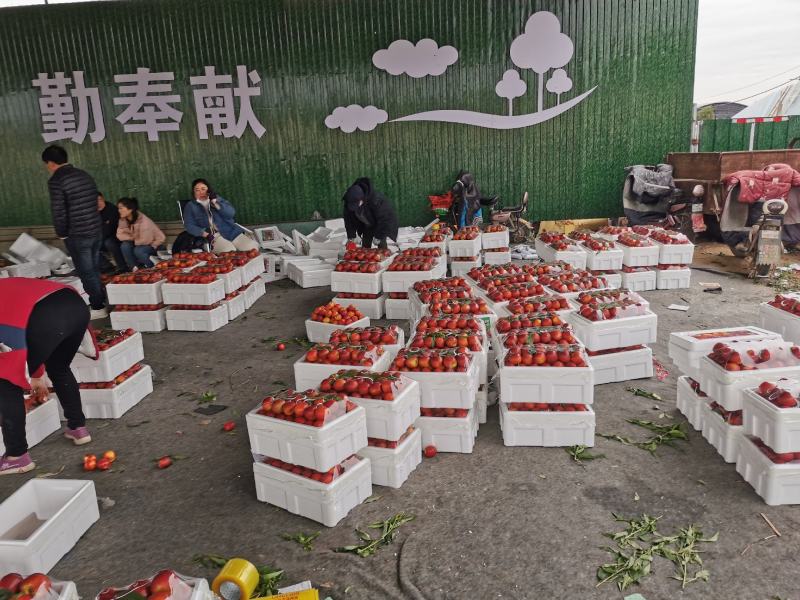 油桃大量上市欢迎各地老板骚扰