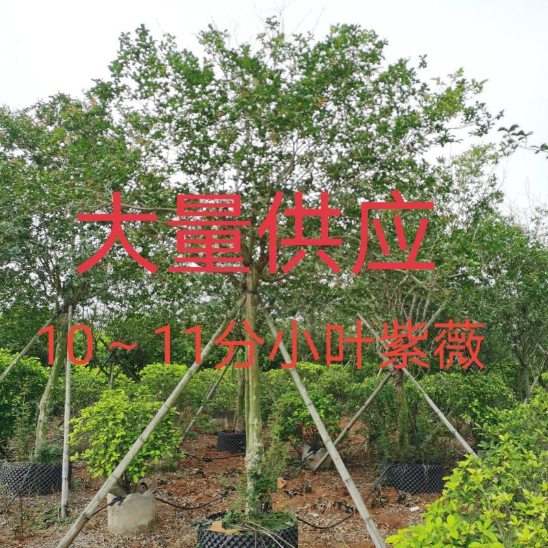 低价供应10～11分小叶紫薇