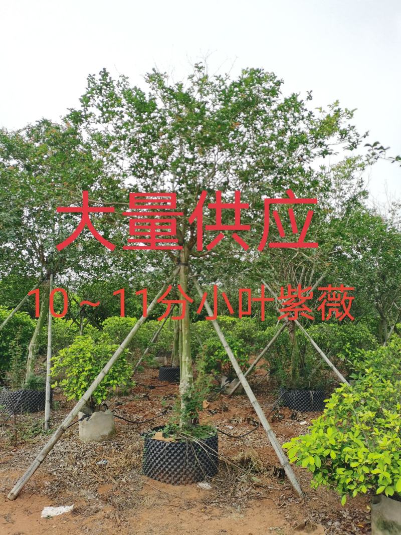 低价供应10～11分小叶紫薇